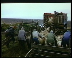���� ������� | B&ouml;rn n&aacute;tt&uacute;runnar | Children of Nature (1991)