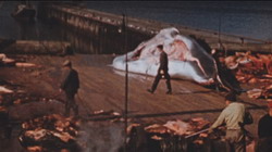 ������ (����� �� ���������� �����) | Reykjav&iacute;k Whale Watching Massacre (2009) (2009)